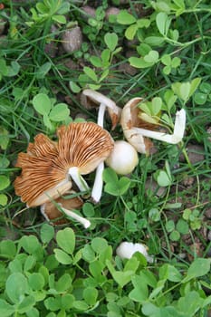 mushroom in garden