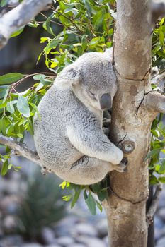 Sleeping Koala in a Tree.