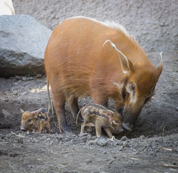 Visayan Warty Piglet with Mother in the Dirt.