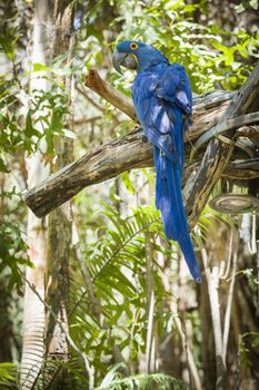 The Endangered Hyacinth Macaw of South America in the Jungle.