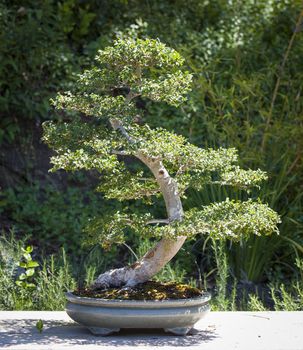 Beautiful Elm Bonsai Tree on Display Outside.