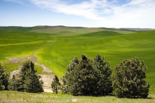 A beautiful day in the Palouse countryside the great northwest United States