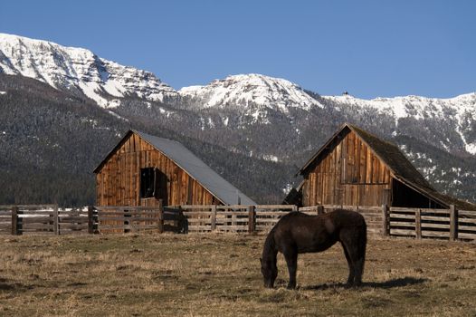 A lone horse grazes near barn in early morning on the ranch