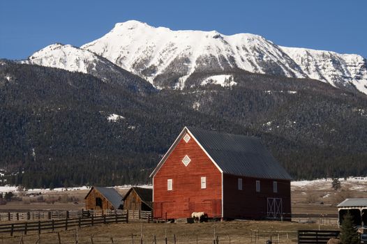 A lone horse rests against the barn in early morning on the ranch