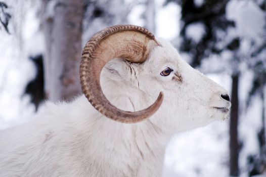 Resting Dall Sheep lays in the fresh snow