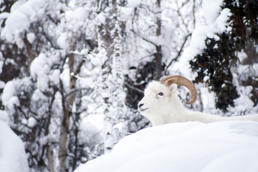 Resting Dall Sheep lays in the fresh snow