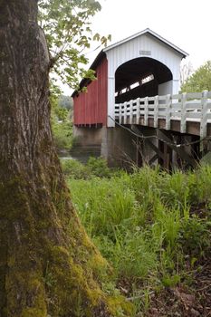 Tress and Grass around Currin Covered Bridge