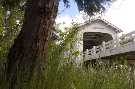 Tress and Grass around Grave Creek covered bridge