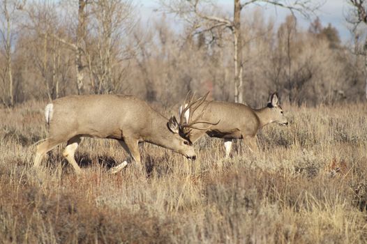 Wyoming wildlife meanders along grazing for food