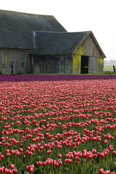 The Barn in the Tulip Field