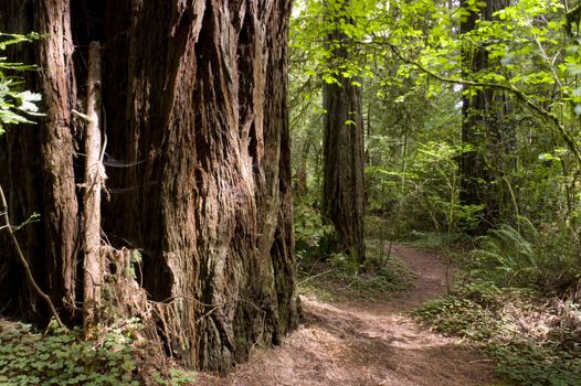 A path through the old growth forest