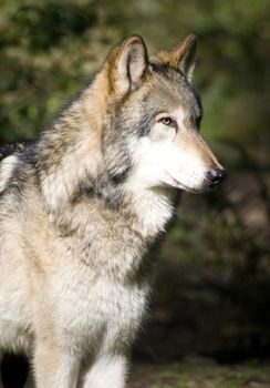 A North American Timber Wolf standing