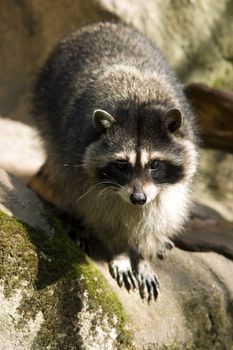 A North American Raccoon stands on Rock looking at the camera