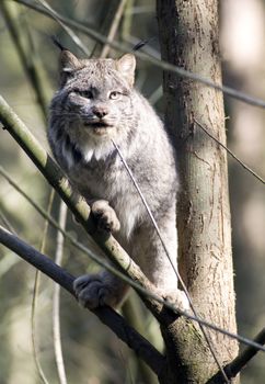 A North American Bobcat stands on a limb looking just off camera