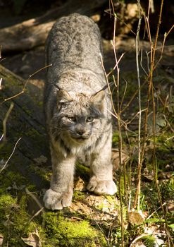 A North American Bobcat stands looking at the camera