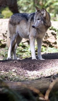 A North American Timber Wolf stands looking off camera
