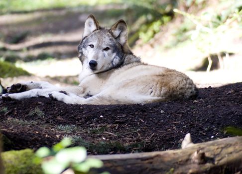 A lonely WOLF rests while looking at the camera