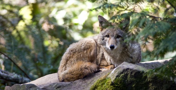 A lonely Coyote rests while looking at the camera