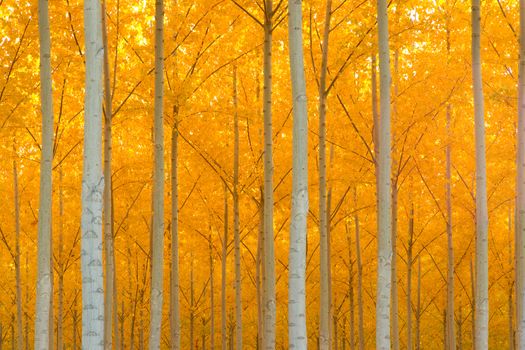 A stand of trees begins to weather the fall cold 