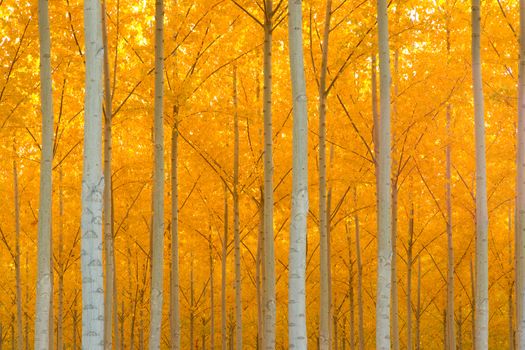 A stand of trees begins to weather the fall cold 