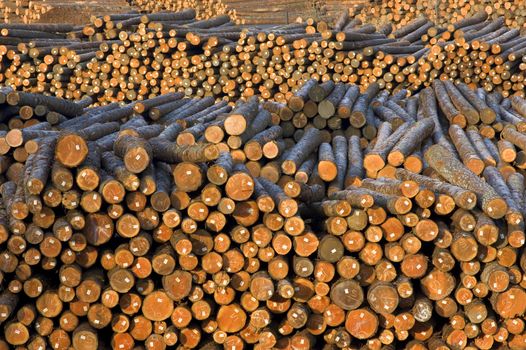 Wood log pile background 