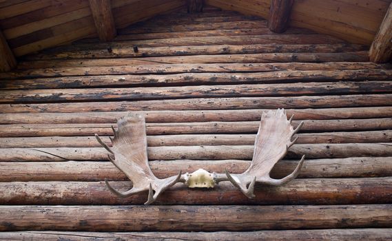 Moose Antlers over the doorway of a log home