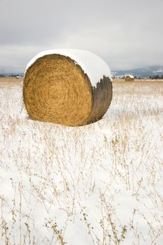 A hay bale stands in the field covered with fresh snow