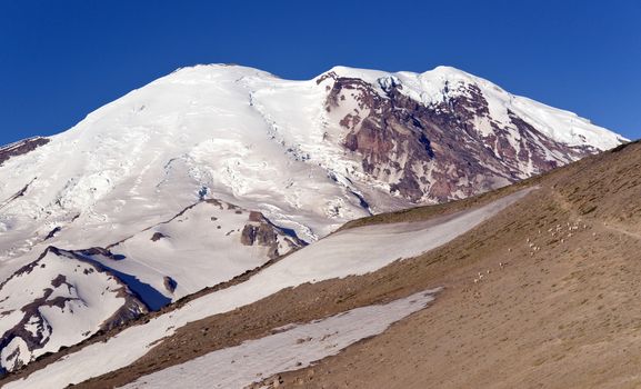 Mt. Rainier and Mountain Goats from Burroughs Mountain