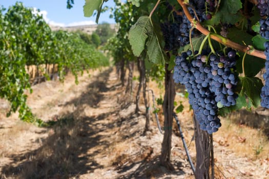 Grapes still growing ripe and ready in the Vineyard