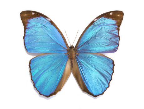 tropical butterfly Morpho menelaus on a white background