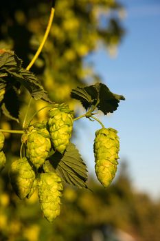 Hops still in the field on the vine