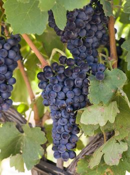 Grapes on the Vine