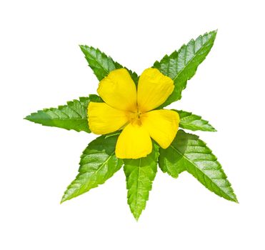 Yellow flower ( Turnera subulata G.E.sm ) with green leaf isolated on white with clipping path