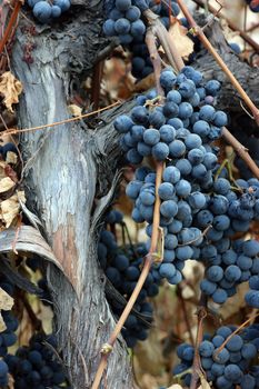 A well seasoned grape vine and trunk with ripened grapes ready to harvest