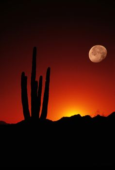 Saguaro Moon Arizona United States
