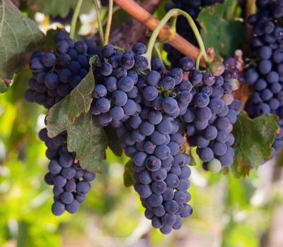 Amazing succulent Grapes on the Vine just before harvest