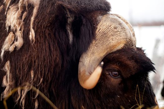 Portrait of the Musk Ox