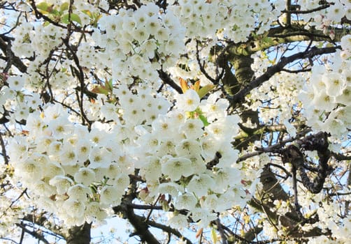 Close-up image of white tree blossom.