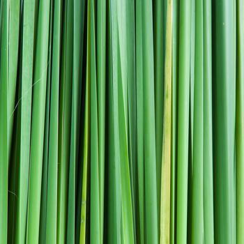 Backdrop of the grass leaves. Leaves of grass lined.