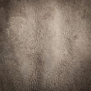 Skin of a rhinoceros. rhinoceros skin rough, rough and dirty. See details.