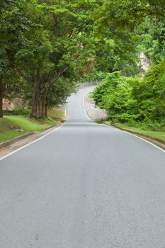 Destination curved road with trees planted on both sides.