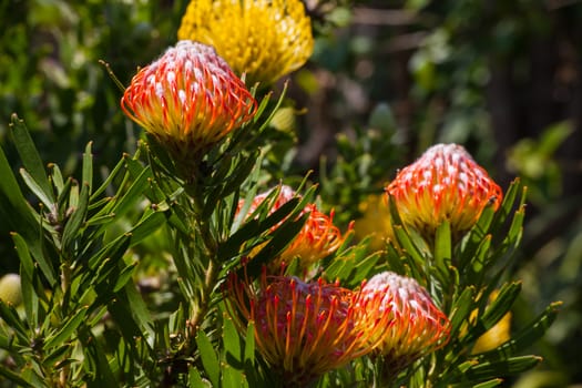 Different colors of Pincushion (Leucospermum cordifolium) in bloom.







Different colors of Pincushion (Leucospermum cordifolium) in bloom.