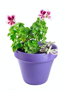 Violet geranium flower in a pot isolated on white