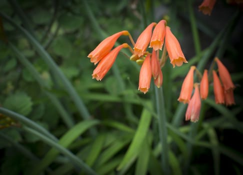 Bright orange dobo lily - Cyrtanthus brachyscyphus, native to South Africa. Colorful group of dobo lilies with green foliage and dark vignette.