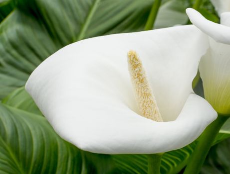 Calla closeup. White calla closeup with pollen on pistil surrounded by green leaves.
