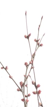 Spring tree pink flowers detail. Tree detail on light background. Stockholm, Sweden in April.