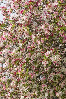 Cherry blossom flowers in full bloom in Spring