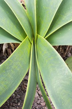 Amaryllis leaves abstract. Long lines of amaryllis leaves on gravel ground, vertical image.