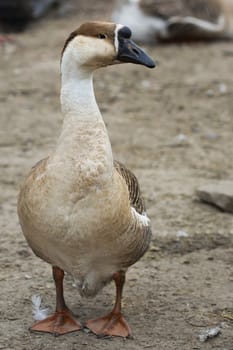 Goose on the farm, a profile