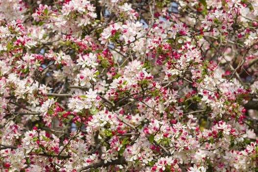 Cherry blossom flowers in full bloom in Spring